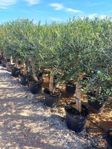 Drzewo oliwne - Olea europaea - 25 lat - 170 cm