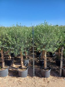 Drzewo oliwne - Olea europaea - 25 lat - 170 cm