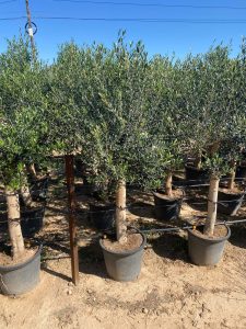 Drzewo oliwne - Olea europaea - 25 lat - 170 cm