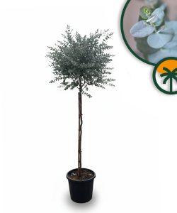Eucalyptus gunnii na pniu - 160 cm