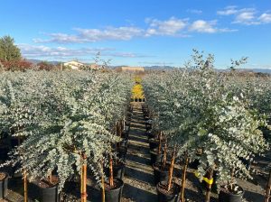 Eucalyptus gunnii na pniu - 160 cm