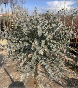 Eucalyptus gunnii na pniu - 160 cm