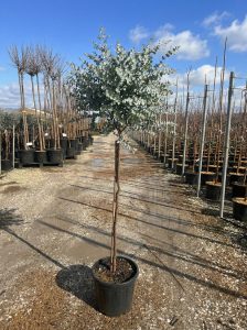 Eucalyptus gunnii na pniu - 160 cm