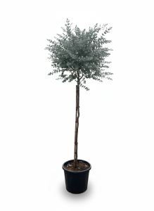 Eucalyptus gunnii na pniu - 160 cm