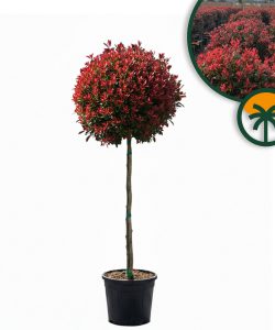 Głogownik na pniu - Photinia fraseri Chico - 150 cm