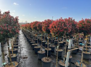 Głogownik na pniu - Photinia fraseri Chico - 150 cm