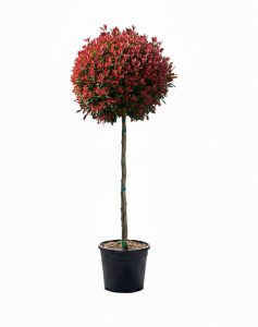 Głogownik na pniu - Photinia fraseri Chico - 150 cm