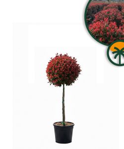 Głogownik na pniu - Photinia fraseri - 120 cm