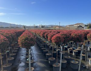 Głogownik na pniu - Photinia fraseri - 120 cm