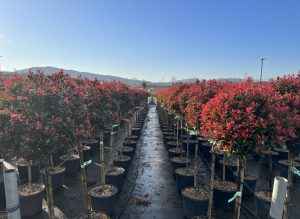 Głogownik na pniu - Photinia fraseri - 120 cm