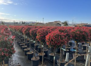 Głogownik na pniu - Photinia fraseri - 120 cm