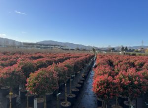 Głogownik na pniu - Photinia fraseri - 120 cm
