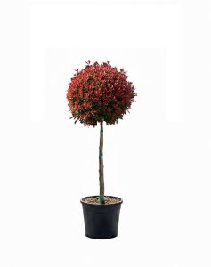Głogownik na pniu - Photinia fraseri - 120 cm