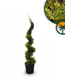 Leylandii - Spirala - 150 cm