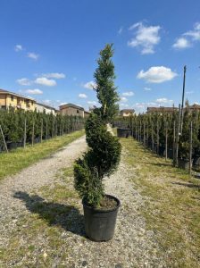 Leylandii - Spirala - 150 cm
