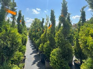 Leylandii - Spirala - 150 cm