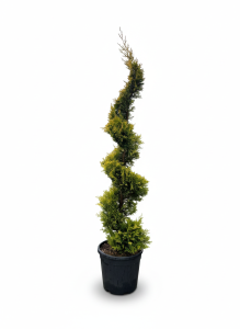 Leylandii - Spirala - 150 cm