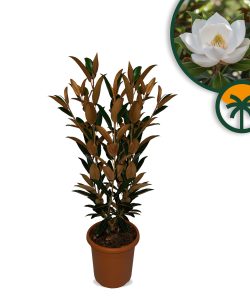 Magnolia wielkokwiatowa zimozielona - Magnolia grandiflora 'Gallisoniensis' - 100 cm