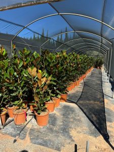 Magnolia wielkokwiatowa zimozielona - Magnolia grandiflora 'Gallisoniensis' - 100 cm