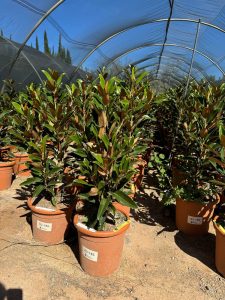 Magnolia wielkokwiatowa zimozielona - Magnolia grandiflora 'Gallisoniensis' - 100 cm