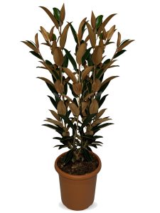 Magnolia wielkokwiatowa zimozielona - Magnolia grandiflora 'Gallisoniensis' - 100 cm