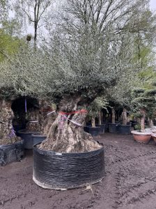 Drzewo oliwne Bonsai - Olea europaea - 350 lat - obwód pnia 270 cm