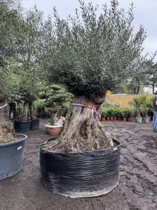 Drzewo oliwne Bonsai - Olea europaea - 350 lat - obwód pnia 270 cm