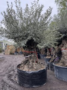 Drzewo oliwne Bonsai - Olea europaea - 350 lat - obwód pnia 270 cm