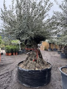 Drzewo oliwne Bonsai - Olea europaea - 350 lat - obwód pnia 270 cm