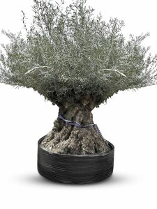 Drzewo oliwne Bonsai - Olea europaea - 350 lat - obwód pnia 270 cm