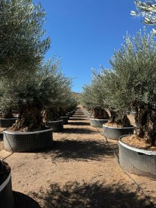 Drzewo oliwne Bonsai - Olea europaea - 350 lat - obwód pnia 270 cm