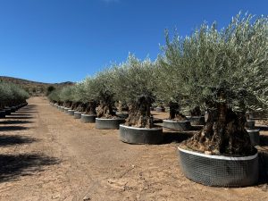 Drzewo oliwne Bonsai - Olea europaea - 350 lat - obwód pnia 270 cm