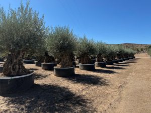 Drzewo oliwne Bonsai - Olea europaea - 350 lat - obwód pnia 270 cm