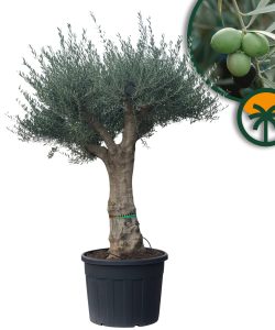 Drzewo oliwne - Rozgałęziona Olea europaea - 60 lat - 220 cm