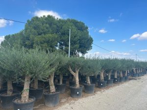 Drzewo oliwne - Rozgałęziona Olea europaea - 60 lat - 220 cm
