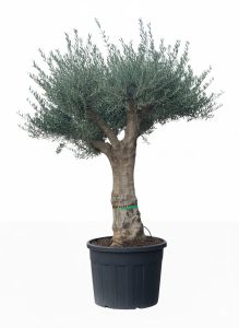 Drzewo oliwne - Rozgałęziona Olea europaea - 60 lat - 220 cm