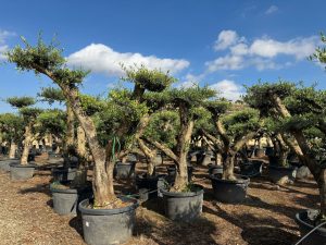 Drzewko oliwne Pom-Pon XL - Olea europaea - 230 cm