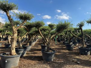 Drzewko oliwne Pom-Pon XL - Olea europaea - 230 cm