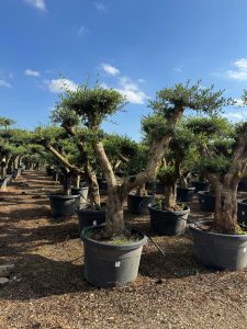 Drzewko oliwne Pom-Pon XL - Olea europaea - 230 cm