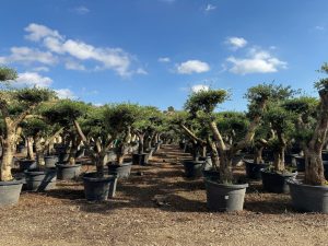 Drzewko oliwne Pom-Pon XL - Olea europaea - 230 cm