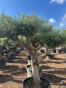 Drzewko oliwne Pom-Pon XL - Olea europaea - 230 cm