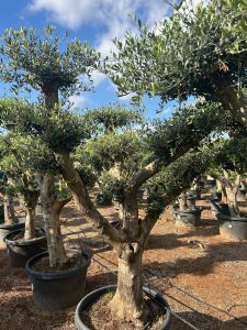 Drzewko oliwne Pom-Pon XL - Olea europaea - 230 cm