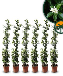 Jaśmin gwiaździsty toskański - Trachelospermum jasminoides - 120-140 cm - Zestaw 6 sztuk