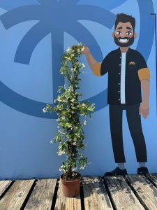 Jaśmin gwiaździsty toskański - Trachelospermum jasminoides - 120-140 cm - Zestaw 6 sztuk