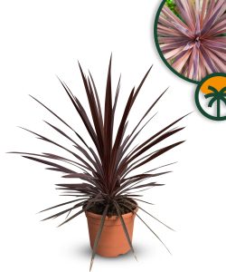 Palma - Cordyline australis 'Red Star' - 120 cm