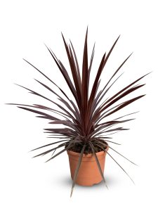 Palma - Cordyline australis 'Red Star' - 120 cm
