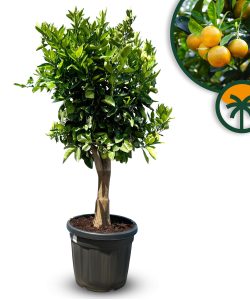 Drzewko pomarańczowe - Citrus sinensis XL - 180 cm - obwód pnia 25-30 cm