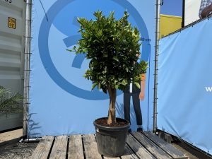 Drzewko pomarańczowe - Citrus sinensis XL - 180 cm - obwód pnia 25-30 cm