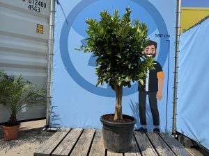 Drzewko pomarańczowe - Citrus sinensis XL - 180 cm - obwód pnia 25-30 cm