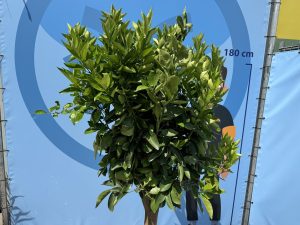 Drzewko pomarańczowe - Citrus sinensis XL - 180 cm - obwód pnia 25-30 cm